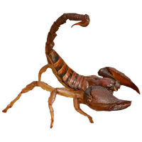 Scorpion PNG-12130